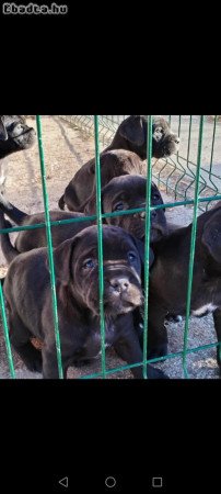 Cane corso jellegű kislány kutyusok
