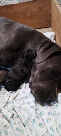 Cane corso jellegű kislány kutyusok