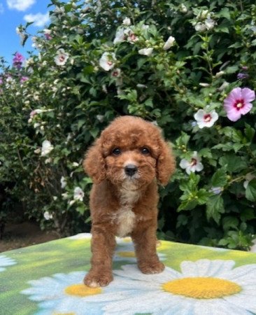 Cavapoo