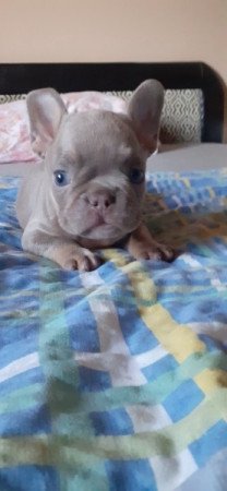 Francia bulldog