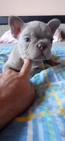 Francia bulldog