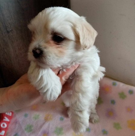 Bichon Havanese