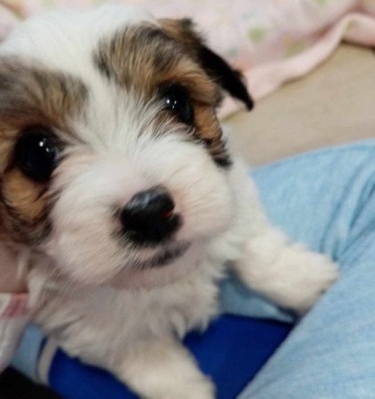 Bichon Havanese