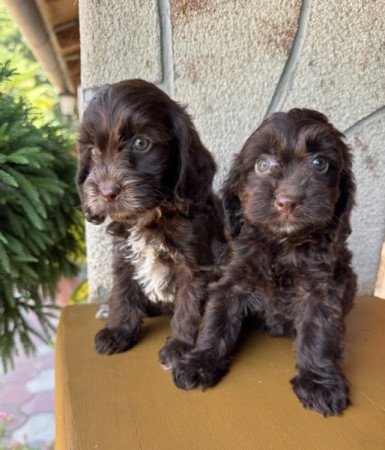 Cockapoo (uszkár&spániel)