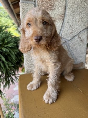 Cockapoo (uszkár&spániel)