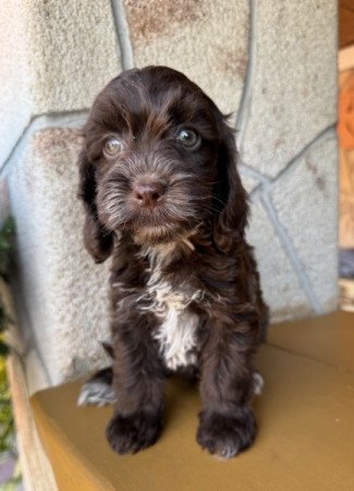 Cockapoo (uszkár&spániel)