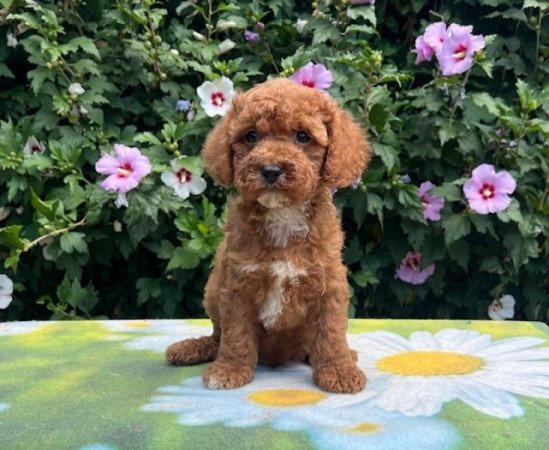 Cavapoo
