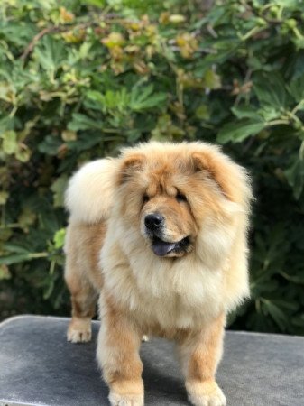 Chow Chow