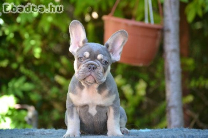 Charlie elérhető kennelünkben