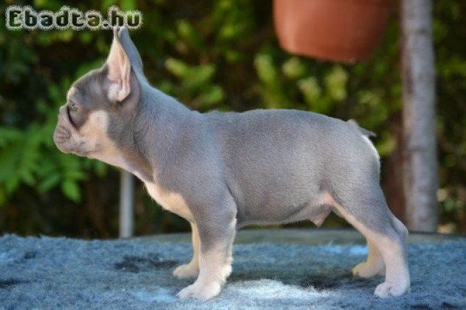 Charlie elérhető kennelünkben