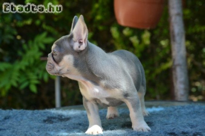 Charlie elérhető kennelünkben