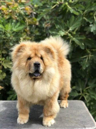 Chow Chow