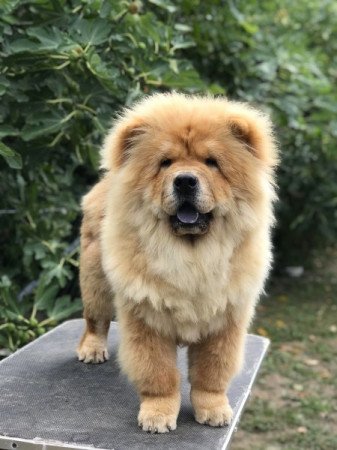 Chow Chow