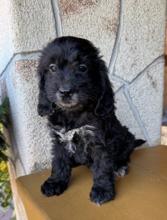 Cockapoo (uszkár&spániel)