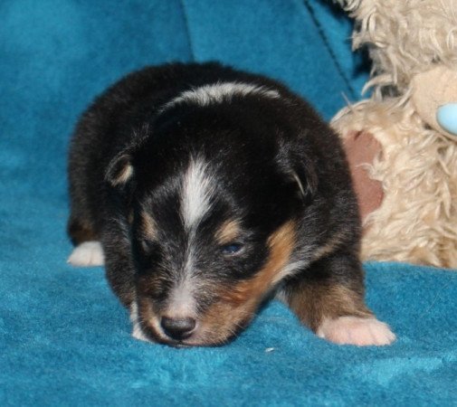 Sheltie (Shetland sheepdog)