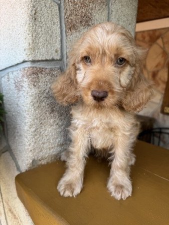 Cockapoo (uszkár&spániel)