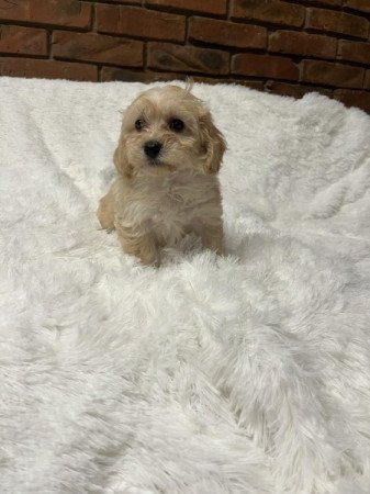 Maltipoo