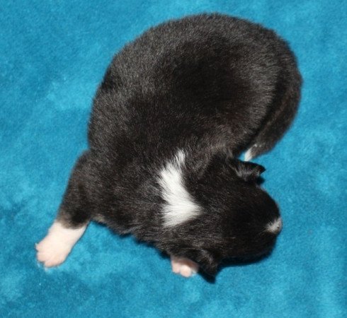 Sheltie (Shetland sheepdog)