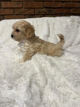 Maltipoo