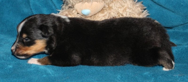 Sheltie (Shetland sheepdog)