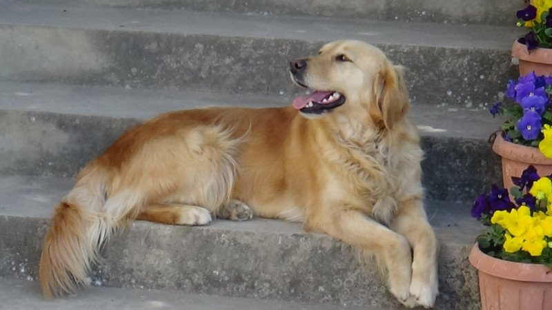 Golden retriever