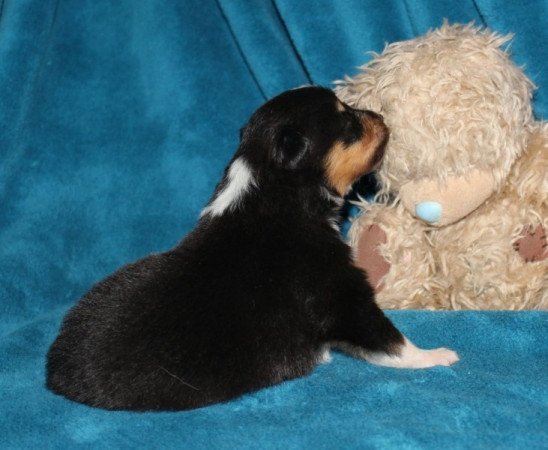 Sheltie (Shetland sheepdog)