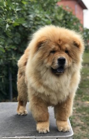Chow Chow