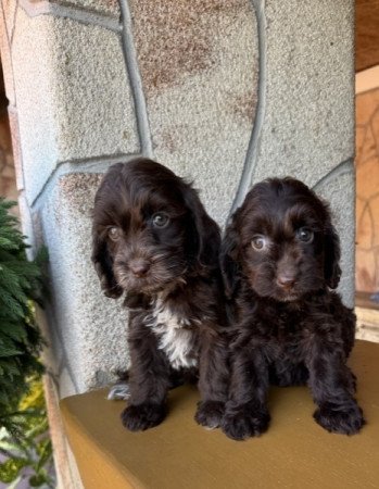 Cockapoo (uszkár&spániel)