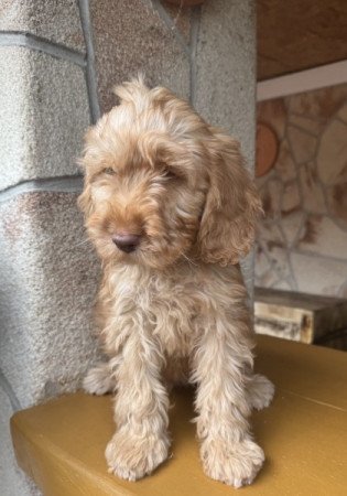 Cockapoo (uszkár&spániel)