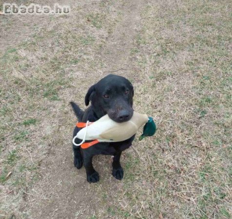 Munkavonalú labrdor retriever kan Gazdát keres