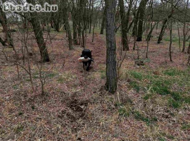 Munkavonalú labrdor retriever kan Gazdát keres