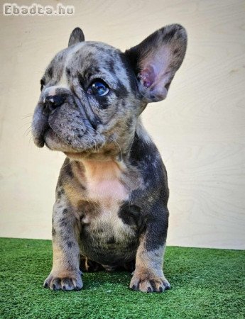Francia bulldog kiskutyák