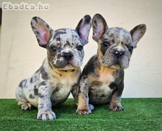 Francia bulldog kiskutyák
