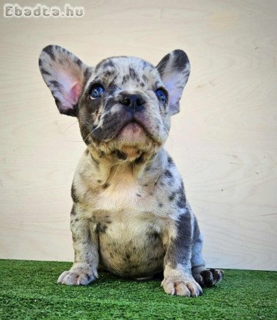 Francia bulldog kiskutyák