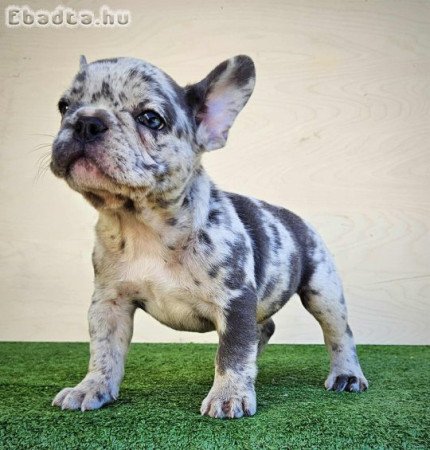 Francia bulldog kiskutyák