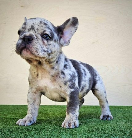 francia bulldog