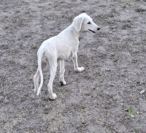 Saluki perzsa agár