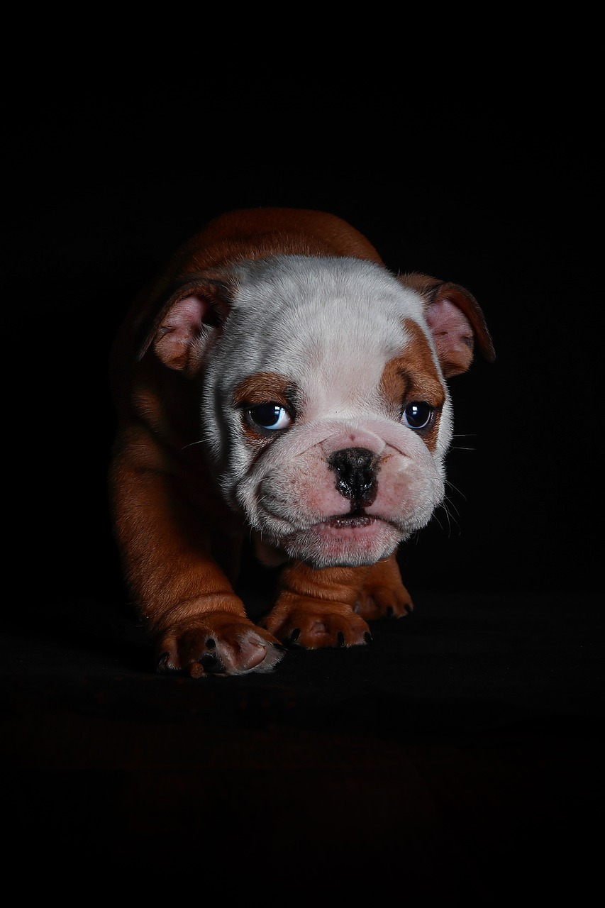 angol bulldog