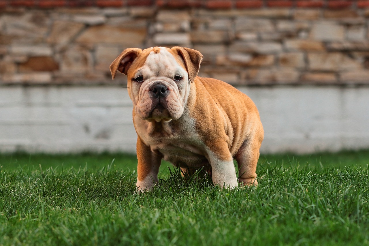 angol bulldog