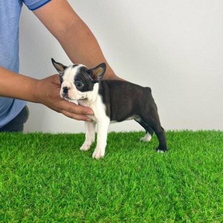 Boston terrier