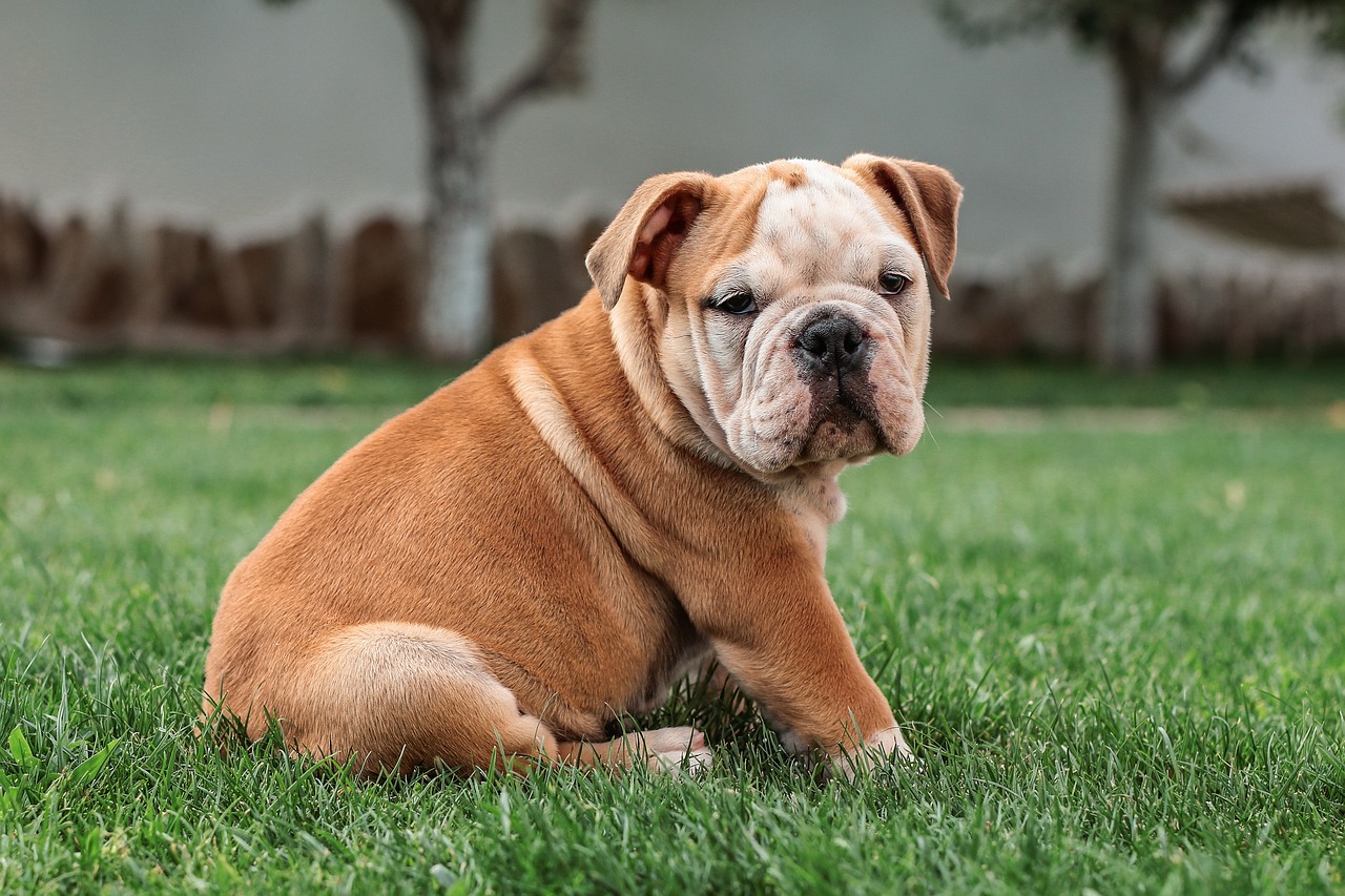 angol bulldog