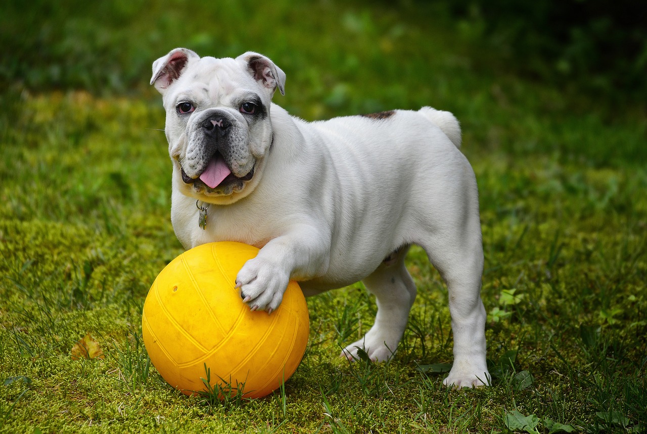 angol bulldog