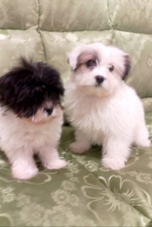 Bichon Havanese