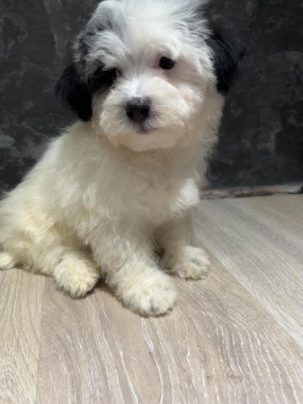 Bichon Havanese