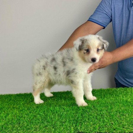 Ausztrál juhászkutya