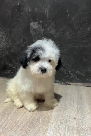 Bichon Havanese