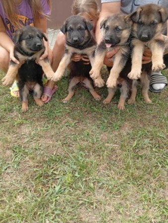 rajzos nemet juhasz elado