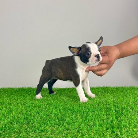 Boston terrier