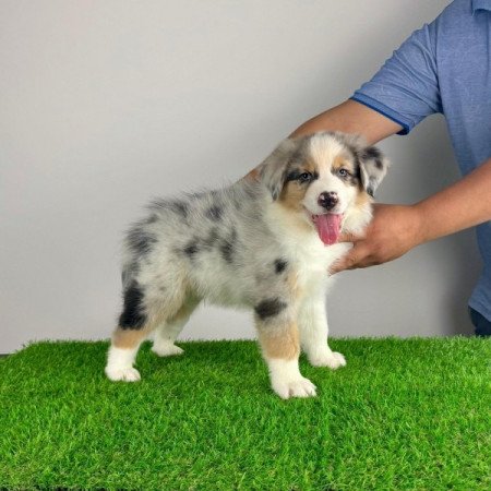 Ausztrál juhászkutya