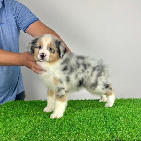 Ausztrál juhászkutya